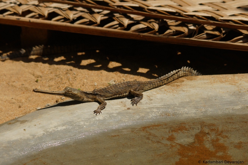/photos/reptiles/profiles/gharial_baby_sc.JPG