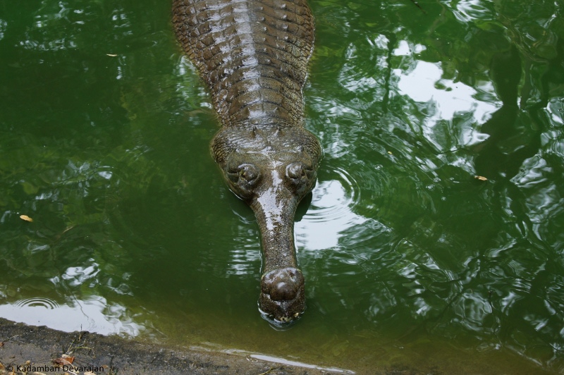 /photos/reptiles/profiles/gharial_d_sc.JPG