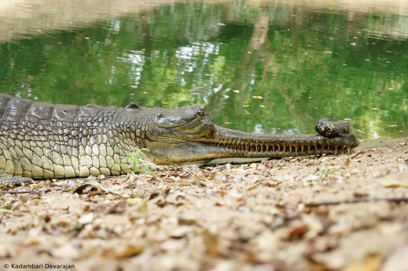 /photos/reptiles/profiles/gharial_l_sc.JPG