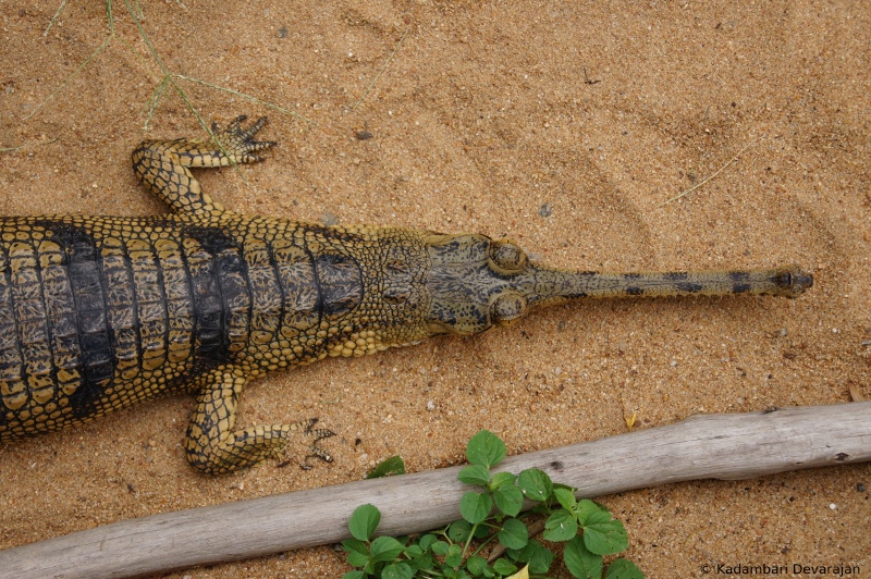 /photos/reptiles/profiles/gharial_sa_d1_sc.JPG