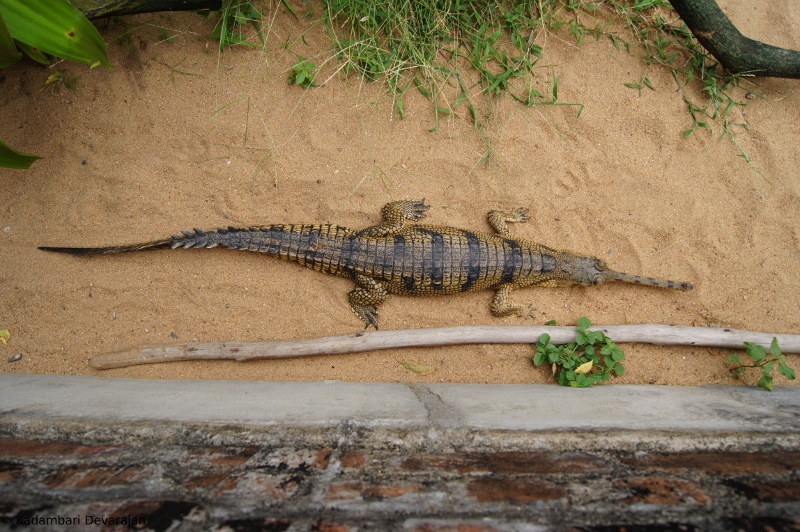 /photos/reptiles/profiles/gharial_sa_d_sc.JPG