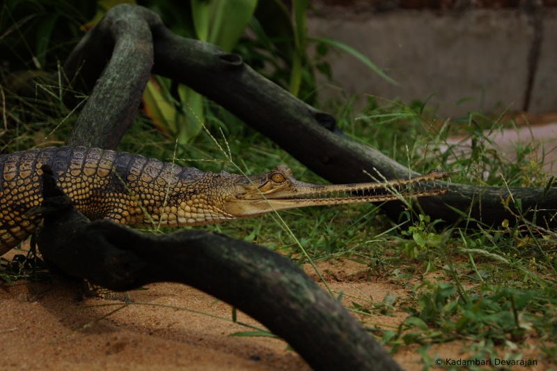 /photos/reptiles/profiles/gharial_sa_l_sc.JPG