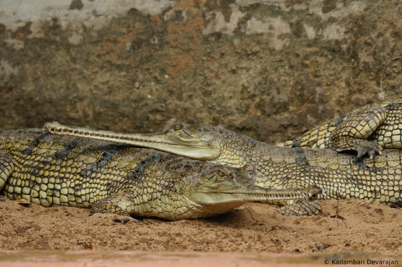 /photos/reptiles/profiles/gharial_sa_sc.JPG