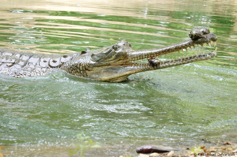 /photos/reptiles/profiles/gharial_sc.JPG